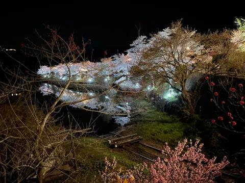 夜桜と灯りの川辺風景