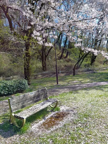 春風に舞う花びらと静かなベンチ