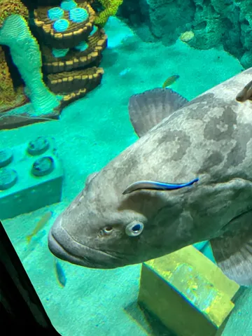 巨大魚と小さな共生者