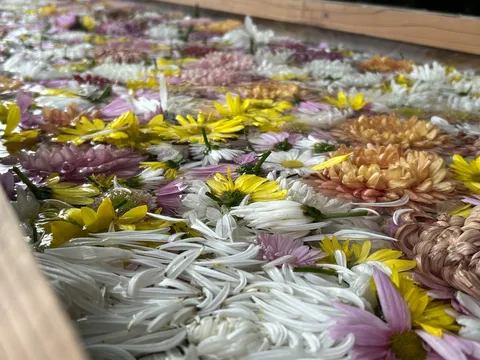 水に浮かぶ花々の色彩