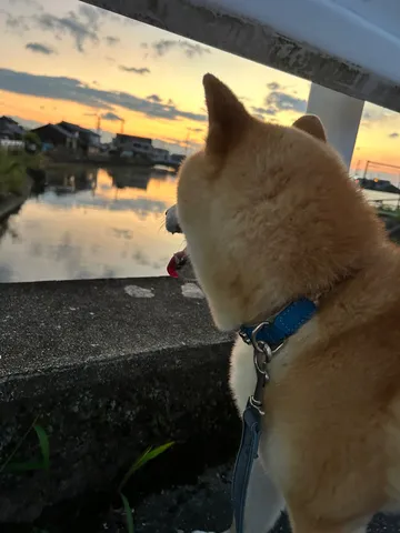小さな背中と夕焼け空