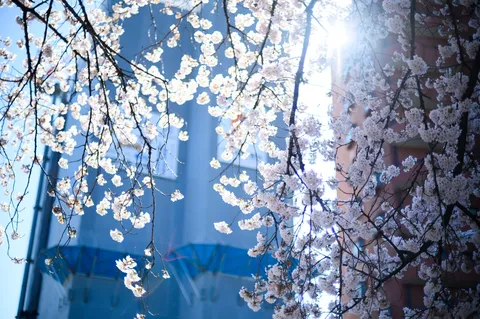 桜まぶしすぎ問題、発生中