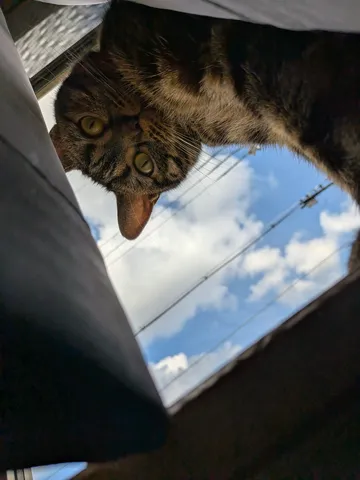 空と猫の逆さま世界