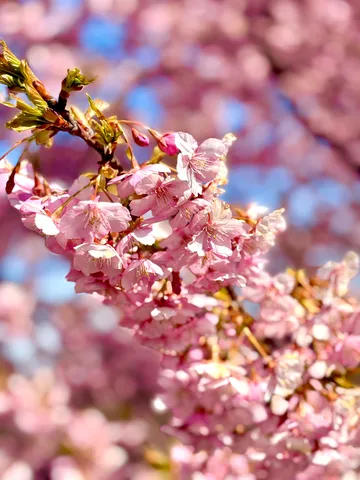 春の息吹、桜色の卷积