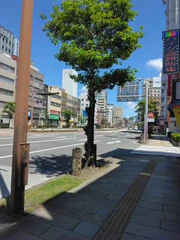 信号待ちの街路樹