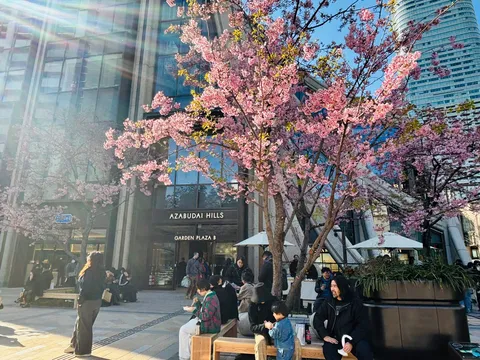 満開の桜と現代建築