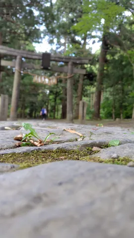 石畳に芽生える生命力