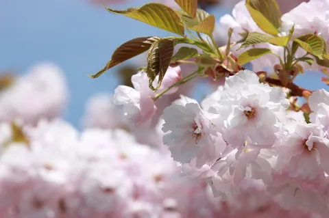 桜のふわりと息吹