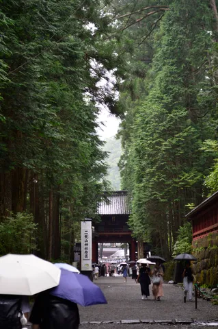 静かな雨の森林の参道