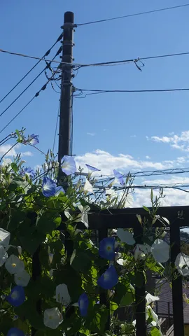 朝の空と蔓花の風景