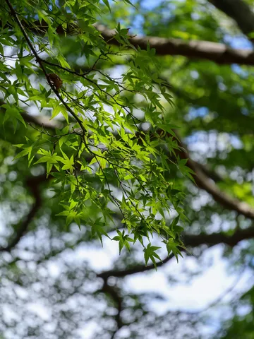 木漏れ日と若葉の緑