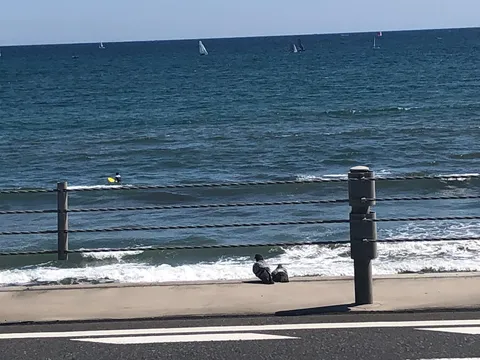 都会のオアシス、鳩と海