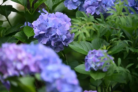 紫陽花の優しいグラデーション