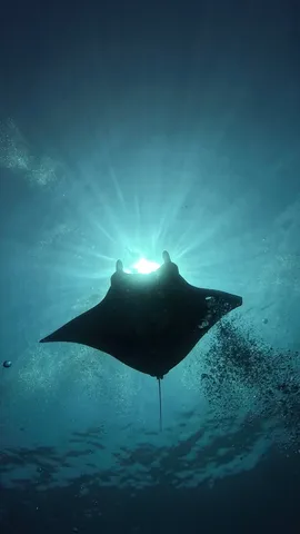 海中からの神秘的な光景
