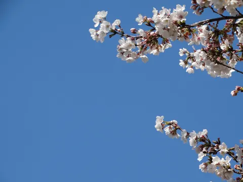青空に舞う桜の息吹