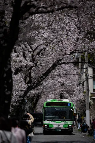 桜並木をゆく緑のバス