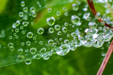 露の糸に光る粒