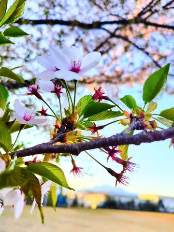 春の訪れ、桜の蕾の繊細な息吹
