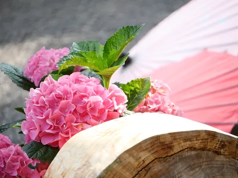 古木に咲く桃色紫陽花と和傘の夏