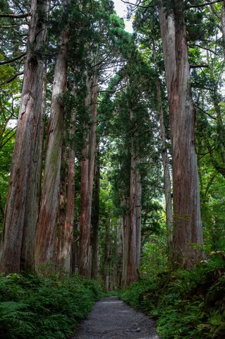 古の森へ誘う緑の回廊