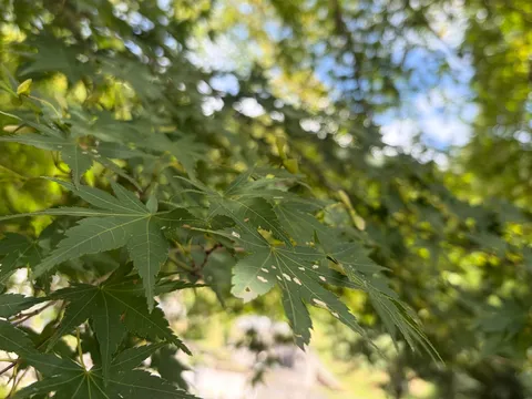 木漏れ日と緑の葉