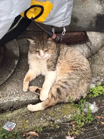 くつろぎの猫様、ひとときのお昼寝