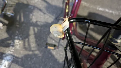 カゴを旅するカタツムリ