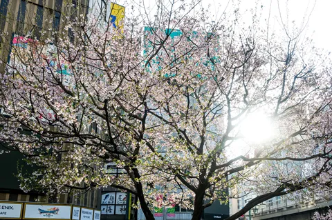 光に溶ける桜の夢