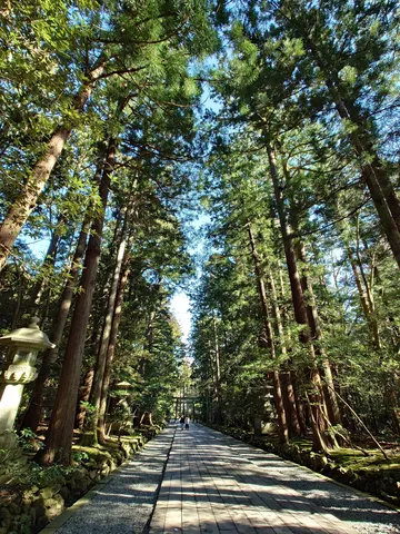 森の長い影の通路