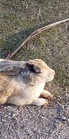 まどろむうさぎの横顔