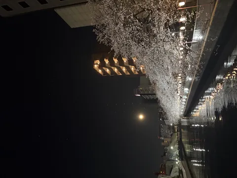 月夜に映える桜並木