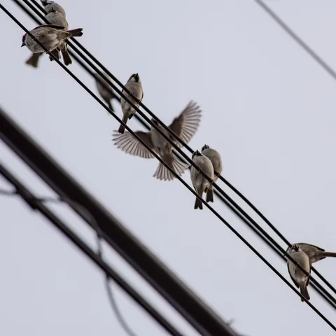 電線に憩う鳥たちの情景