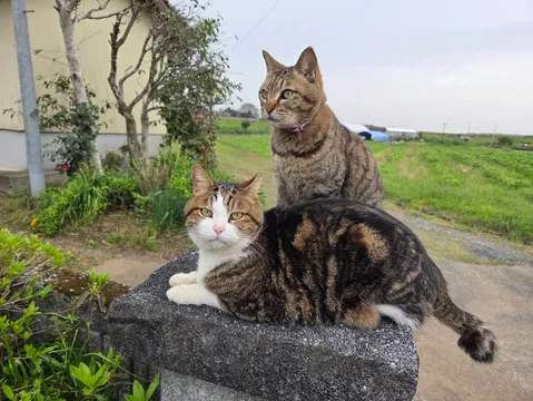 田園風景と二匹の猫