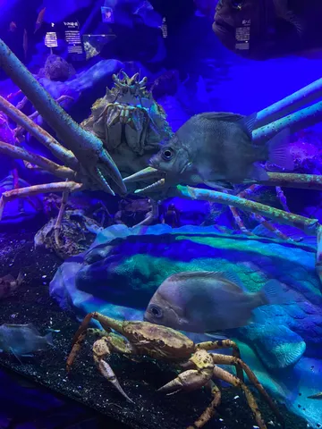 藍の海で交差する影