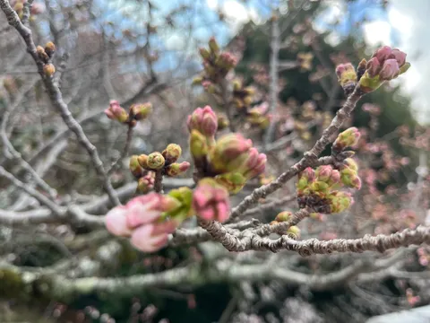 春の蕾が揺れる瞬間