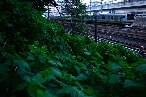 生い茂る緑と過ぎゆく列車