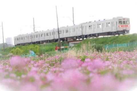 花霞の向こうの電車