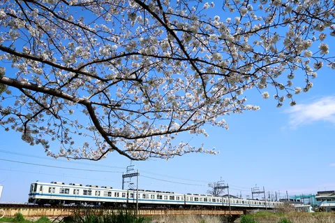 青空と花の線路風景