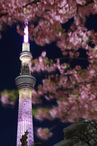 夜桜と塔の夢幻風景