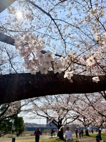 桜満開、新緑の息吹