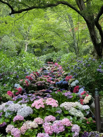 紫陽花が織りなす色彩の階段