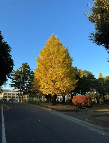 秋空に映える大イチョウ