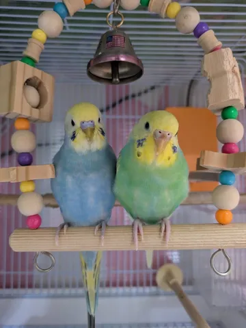 仲良しインコ's 憩いのひととき