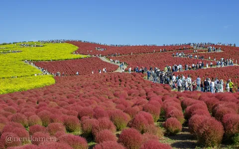 花の海を歩く人々