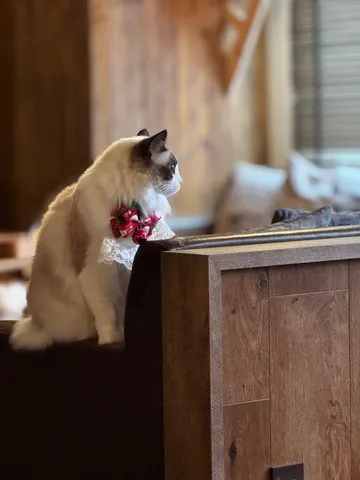 静寂を纏う、クリスマスの装いの猫