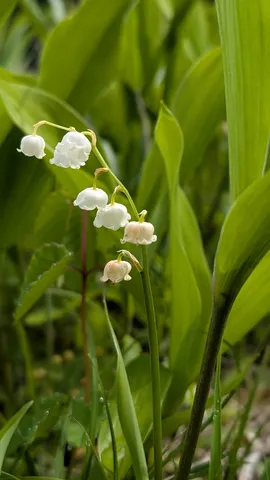 緑の囁きをたどる花
