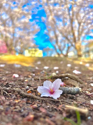 零れ桜