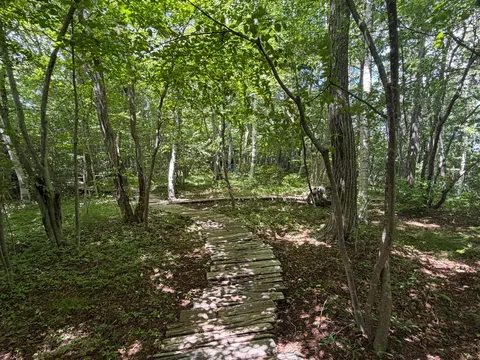 林間の木道に映る光の囁き