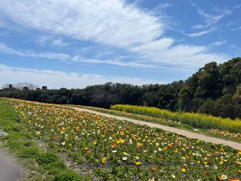 色とりどりの花畑と青い空