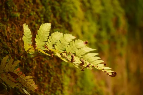 苔むす壁とシダの息吹